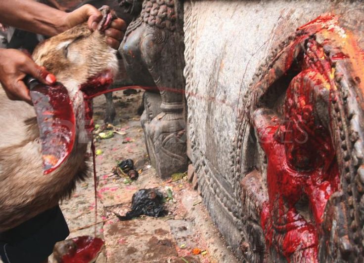 animal sacrifices