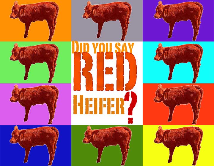 red heifer