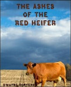 red heifer